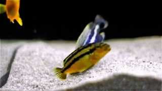 Malawi Cichlids Breeding  Close Up  Melanochromis Auratus [upl. by Bannister]