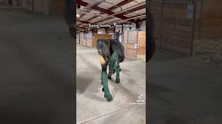 TennesseeWalker Wearing Shipping Boots 🤣 astarryknight1 [upl. by Ermengarde]