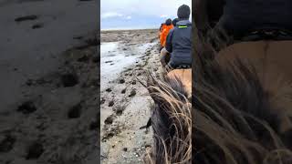 Seashells vs hooves 🐚 asmr shorts horse icelandichorse iceland ridingiceland horseriding [upl. by Baynebridge]