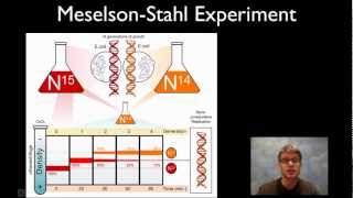 MeselsonStahl Experiment [upl. by Yrram]