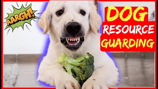 Stop Resource Guarding Now  End possessive aggression around food or toys [upl. by Errot933]