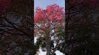 Spotted a Floss silk tree in full bloom I had to detour to get the video [upl. by Edyth]