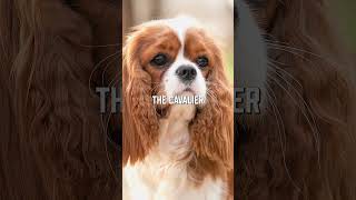 Top AKC Recommended Dog Breeds For NEWBIES [upl. by Lekcar]