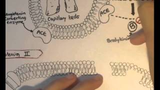 ReninAngiotensin System Structure Chymase [upl. by Indira]