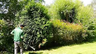 Pruning some Evergreen Shrubs [upl. by Granniah622]