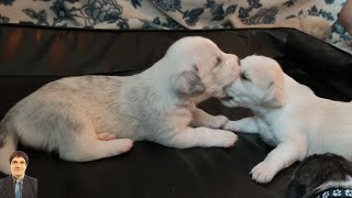 The mother dog nourishes her puppies with milk creating a tableau of boundless love P19 E2 cute [upl. by Cirdec836]