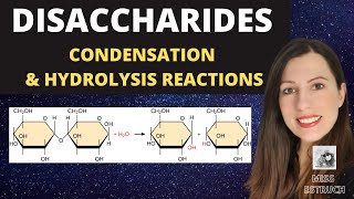 Alevel Biology DISACCHARIDES condensation reactions to create maltose sucrose and lactose [upl. by Norak]