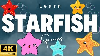 Starfish species learning video for kids Sea Animals for toddlers [upl. by Oates]