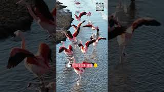 Flock of Flamingos Taking Flight at Patagonia Lake Argentina [upl. by Annor]