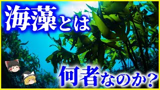 【ゆっくり解説】海藻と海草の違いは…？「海藻」とは何者なのか？を解説 [upl. by Enelrahs]