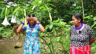 Bélgica Dahua  My Experience When I Drank Wanduk Brugmansia insignis [upl. by Nomzaj]