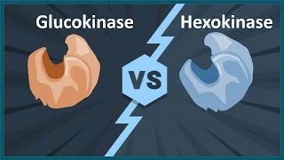 glucokinase vs hexokinase Biology quick bites [upl. by Aleka]