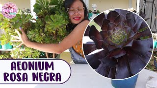 Suculenta rosa negra AEONIUM ZWARTKOP Cómo cuidarla para que crezca hermosa y gigante │Candy Bu [upl. by Etteuqram301]