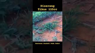 Dikejar Babi Hutan‼️kondego hiking camping traveling pendakigunung [upl. by Eniksre]