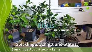 Stecklinge August 2024  Teil 2 [upl. by Lekzehcey]