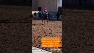 Fierceness segundo en el Breeders Cup Classic 2024 [upl. by Edalb429]