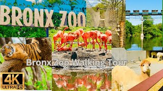 Exploring the Bronx Zoo 2023 A 4K Walking Tour on a Free Admission Day [upl. by Irved365]