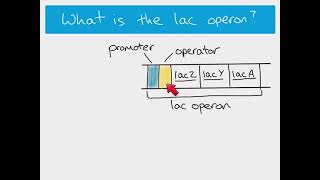 A2 Biology  the lac operon [upl. by Adlez]