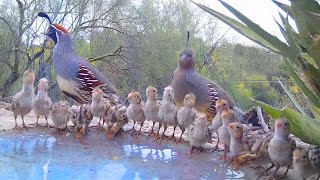 19 Quail Chicks Drinking on a Hot Day [upl. by Stephannie97]