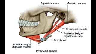 Two Minutes of Anatomy Suprahyoid Muscles [upl. by Ennaisoj]