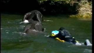 swimming the zambezi rivermp4 [upl. by Adnuahsar]