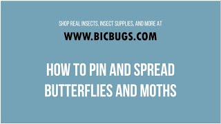 How to Mount Butterflies and Moths  BicBugs [upl. by Anuahc]