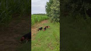 Rabbit Beagles in the Corn [upl. by Amora]