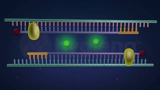 How RealTime and EndPoint PCR Works in the BAX® System [upl. by Wilek]