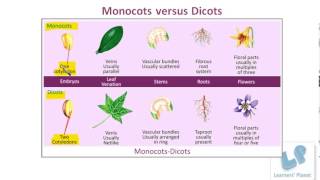 Monocotyledons dicotyledons Comparison of Monocots and Dicots [upl. by Bat]