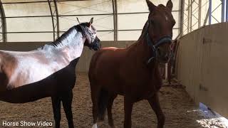 Thoroughbred Horse Breed Successful Horse Breed Tyt Equestrian [upl. by Lonergan]