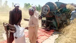 Harvesting and threshing of wheat [upl. by Winters]