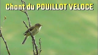 POUILLOT VELOCE  Chant dOiseau [upl. by Indnahc]