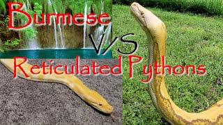 🐍Differences Between Burmese and Reticulated Pythons🐍 [upl. by Mad]