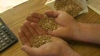 Wheat farming and introduction for children [upl. by Adnawyt587]