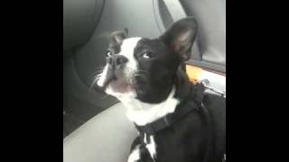 Boston Terrier Talks A LOT [upl. by Nodnrb]