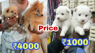 Pomeranian puppy Price according to quality [upl. by Yllek925]