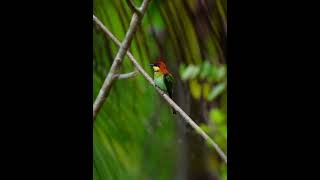 Chestnutheaded Beeeater birdslover nature birdsofparadise [upl. by Seessel]