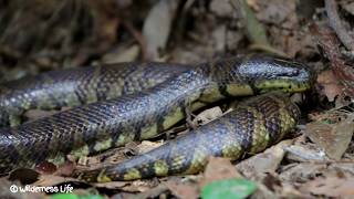 WOW Cooking Big Water Snake with Weaver Ant Recipe for Lunch in forest [upl. by Nosyrb]