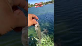 Greeley colorado reels viralshort fishing nature funny wildlife usa [upl. by Ayotal]