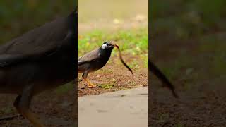 The whitecheeked starling or grey starling 🐦 shorts birds wildlife nationalbird [upl. by Herson]