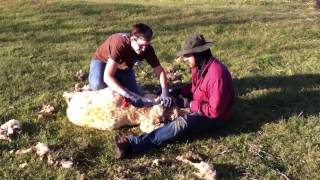 Sheep Shearing Matt and Sara [upl. by Lorrie668]