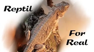 Reptil 4real  Ein Bartagame [upl. by Angelica]