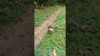 Wildlife monkey in Mohanokor troop monkeyaction monkeybehavior shortsvideo [upl. by Harman]