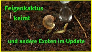 Feigenkaktus keimt wird pikiert und exotische Pflanzen Update [upl. by Aniahs141]