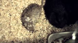 Can Gerbils live with other animals [upl. by Schweiker]