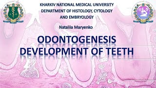 Odontogenesis development of teeth [upl. by Drabeck964]