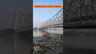 Morning Vibes from Mullick Ghat Flower Market Kolkatashorts flowers flowermarket kolkata [upl. by Ydnahs]