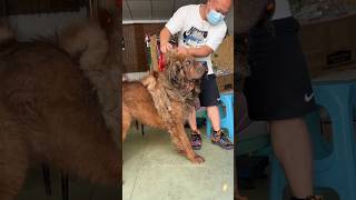 Grooming and Rescue Tibetan Mastiff Dog From Dyingg 🥺🙀 shorts pets dog trending respect animal [upl. by Glarum]