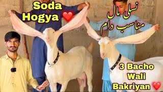 Muneer Goat Farm Ki Barkiyo Ki phr Se Dhoom ğŸ˜  Soda Par Soda â¤ï¸  Gulabi Pateri amp Kamori Goats [upl. by Dobbins650]