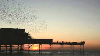 Starlings in Aberystwyth [upl. by Eiliak]